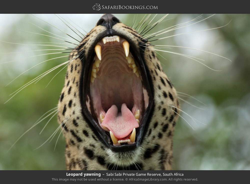 Leopard yawning in Sabi Sabi Private Game Reserve, South Africa
