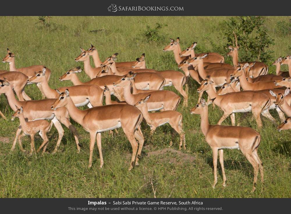 Impalas in Sabi Sabi Private Game Reserve, South Africa