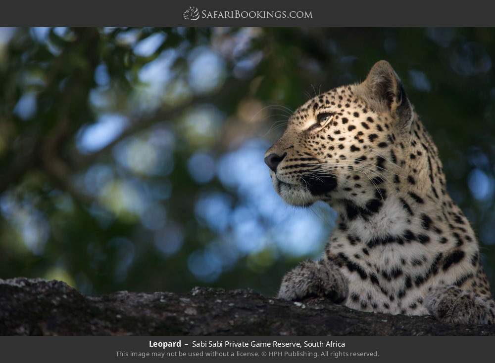 Leopard in Sabi Sabi Private Game Reserve, South Africa