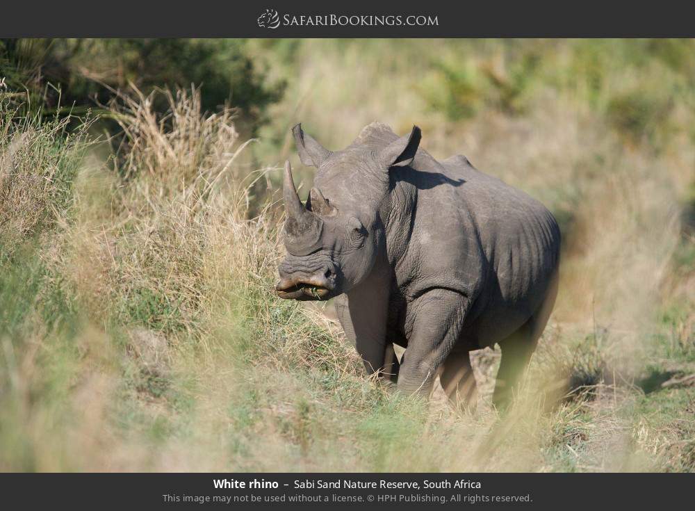 White rhino in Sabi Sand Nature Reserve, South Africa
