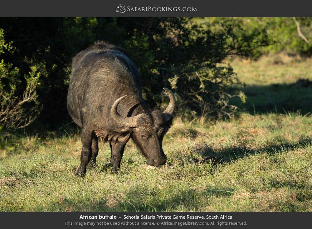 African buffalo in Schotia Safaris Private Game Reserve, South Africa