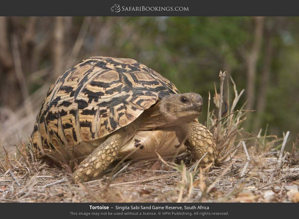 Tortoise in Singita Sabi Sand Game Reserve, South Africa