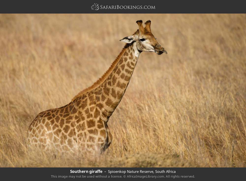 Southern giraffe in Spioenkop Nature Reserve, South Africa