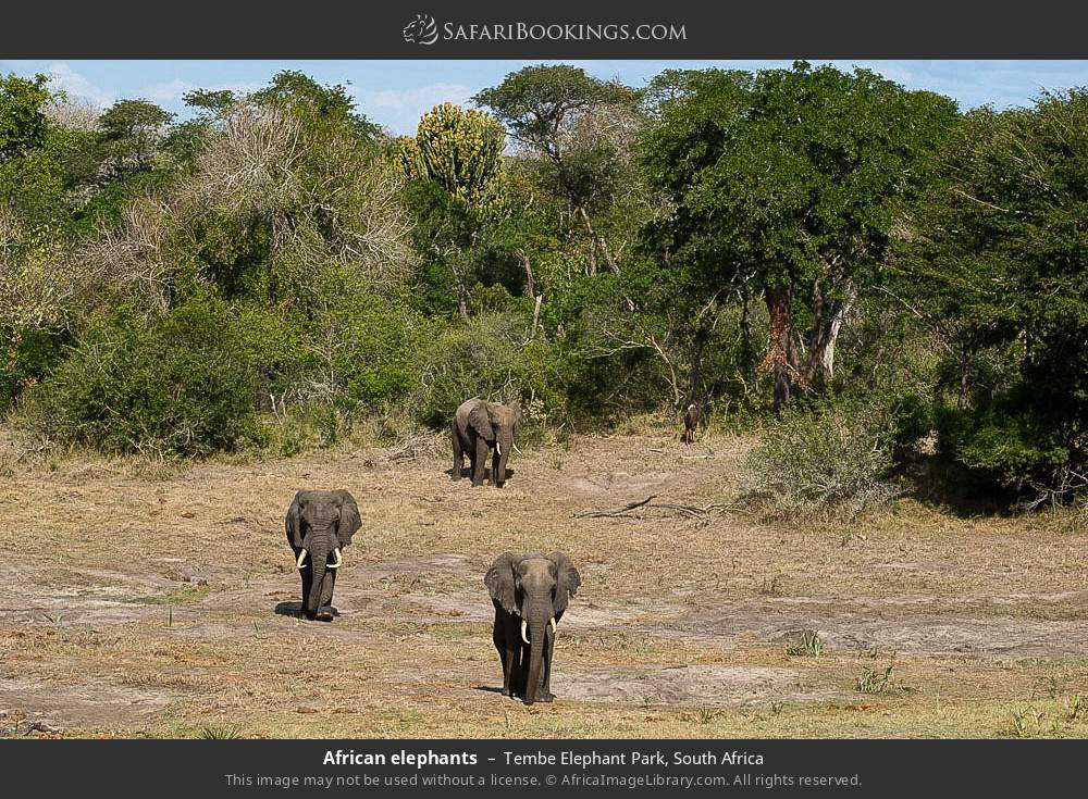 African elephants in Tembe Elephant Park, South Africa
