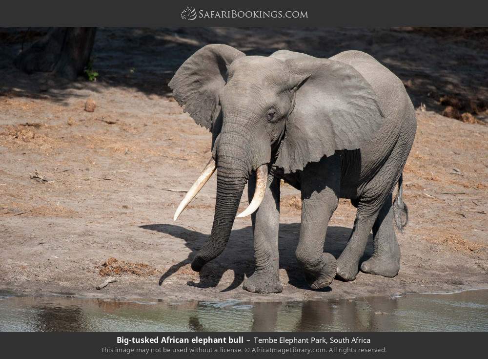 Big-tusked African elephant bull in Tembe Elephant Park, South Africa