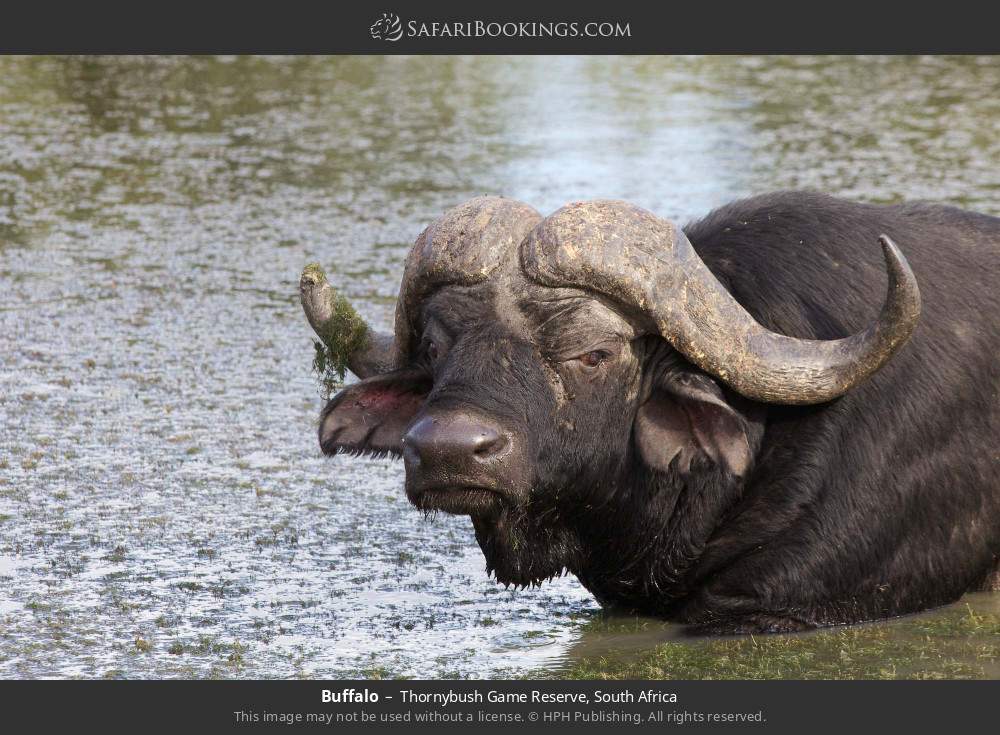 Buffalo in Thornybush Game Reserve, South Africa