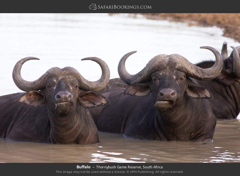 Buffalo in Thornybush Game Reserve, South Africa