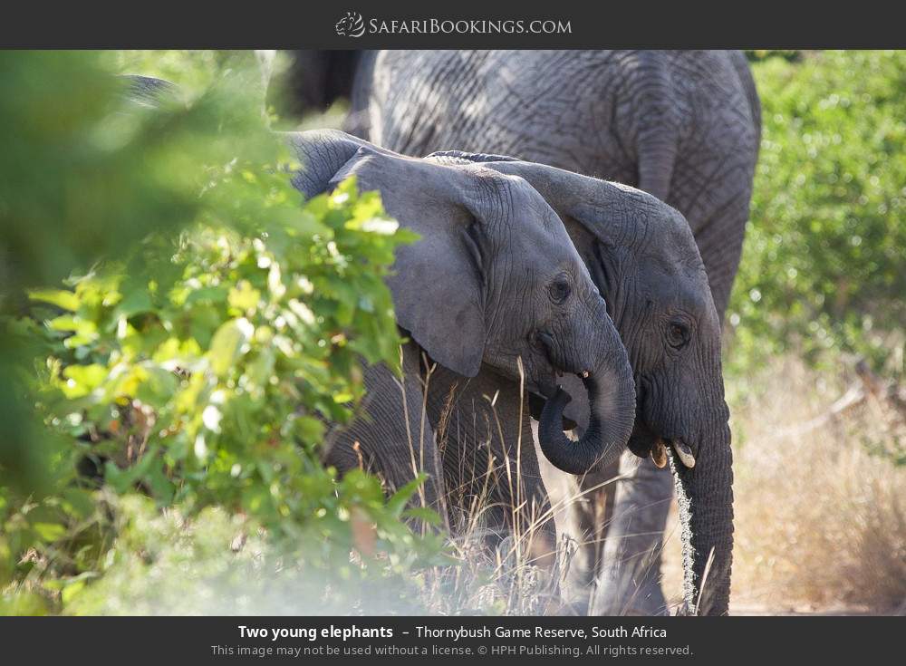 Two young elephants in Thornybush Game Reserve, South Africa
