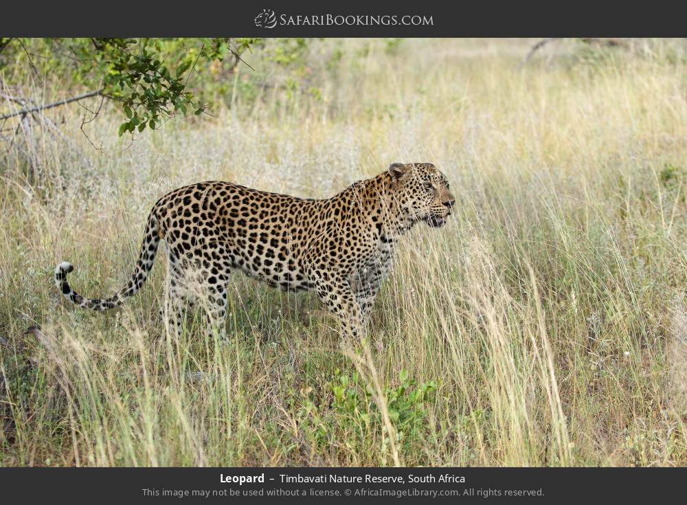 Leopard in Timbavati Nature Reserve, South Africa