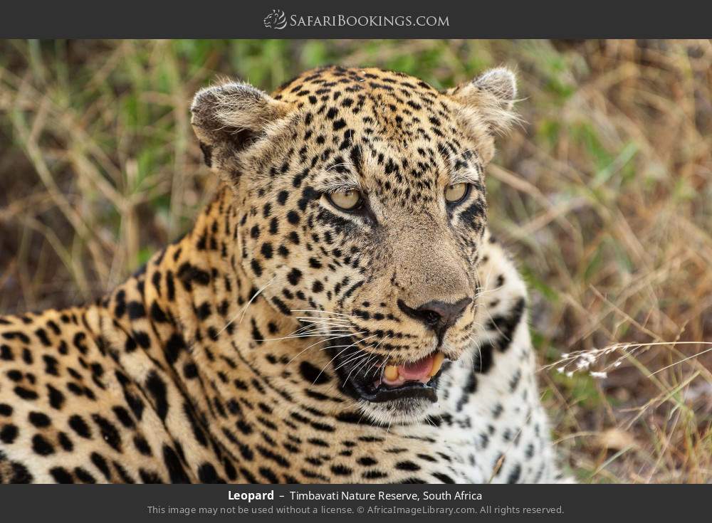 Leopard in Timbavati Nature Reserve, South Africa
