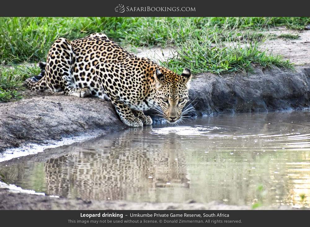 Leopard drinking in Umkumbe Private Game Reserve, South Africa