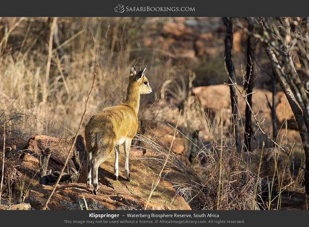 Klipspringer in Waterberg Biosphere Reserve, South Africa