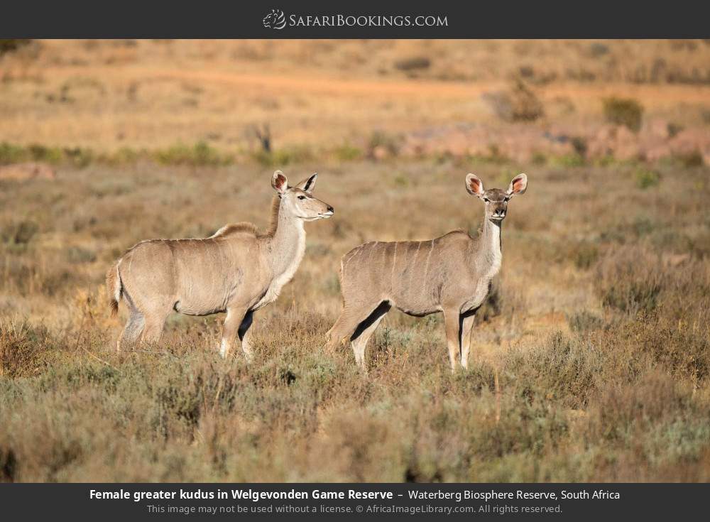 Female greater kudus in Welgevonden GR in Waterberg Biosphere Reserve, South Africa