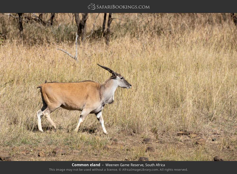 Common eland in Weenen Game Reserve, South Africa
