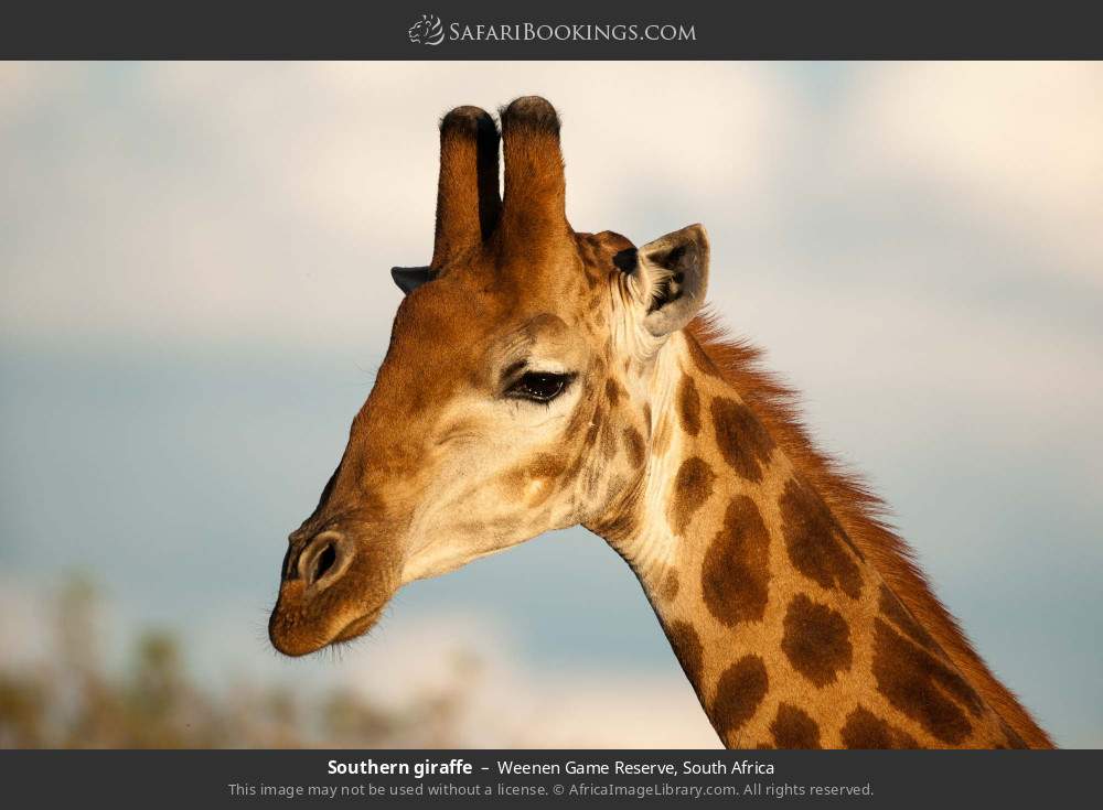 Southern giraffe in Weenen Game Reserve, South Africa