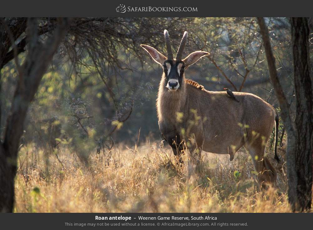 Roan antelope in Weenen Game Reserve, South Africa