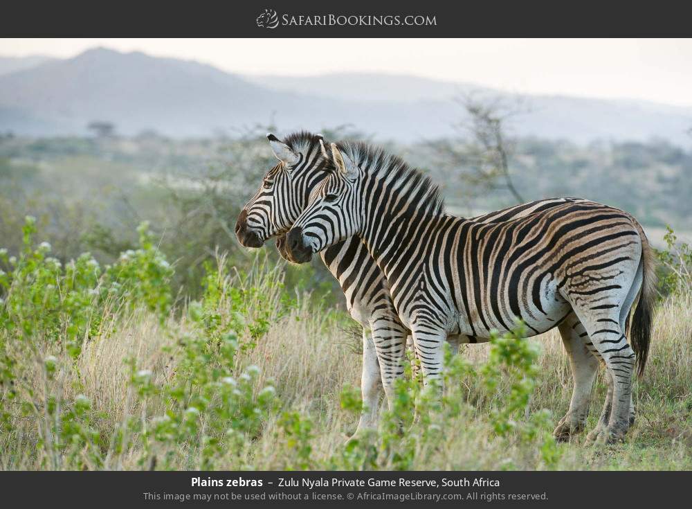 Plains zebras in Zulu Nyala Private Game Reserve, South Africa