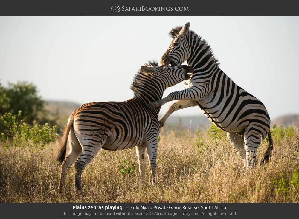 Plains zebras playing  in Zulu Nyala Private Game Reserve, South Africa