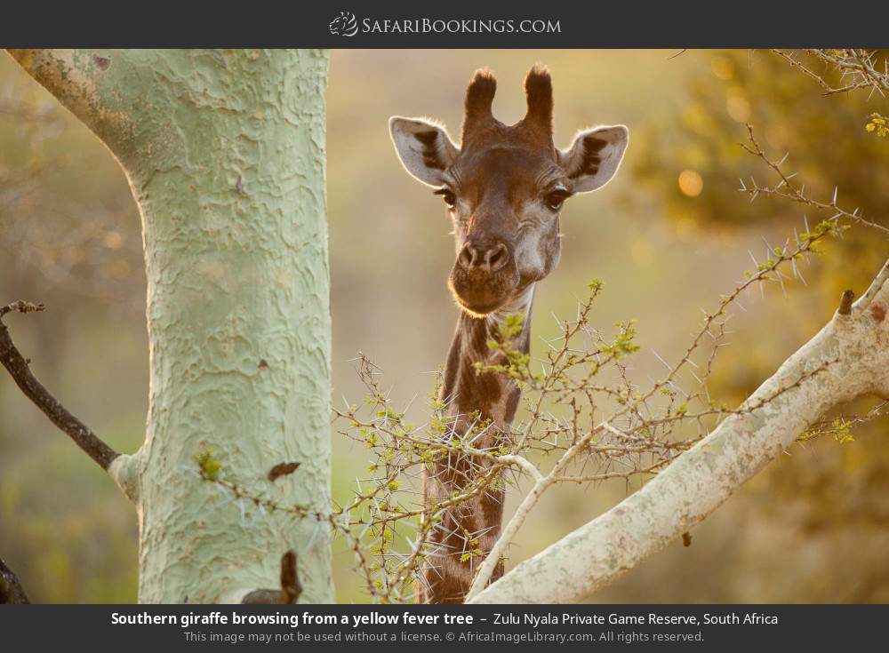 Southern giraffe browsing from a yellow fever tree in Zulu Nyala Private Game Reserve, South Africa