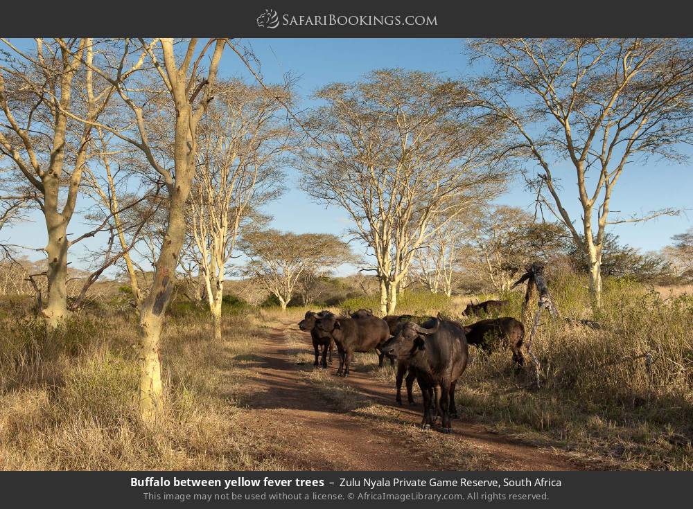 Buffalo between yellow fever trees in Zulu Nyala Private Game Reserve, South Africa