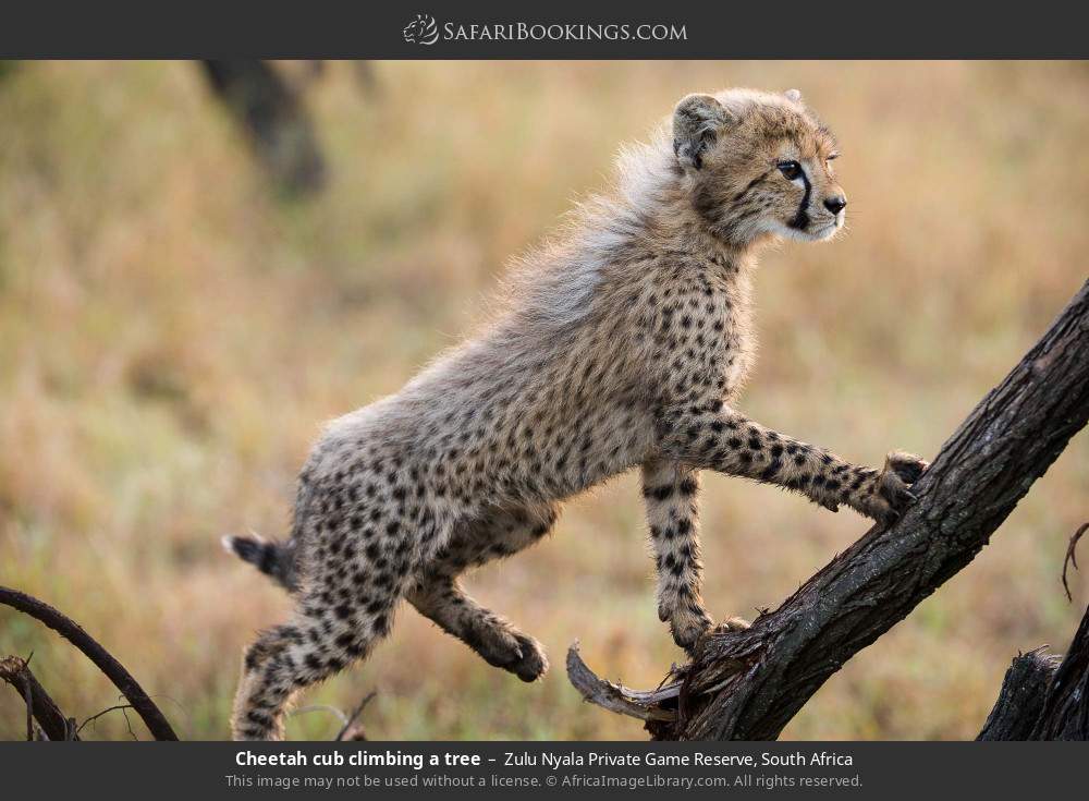 Cheetah cub climbing a tree in Zulu Nyala Private Game Reserve, South Africa