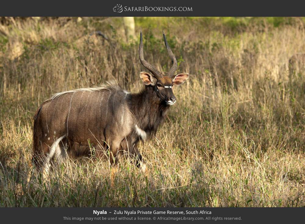 Nyala in Zulu Nyala Private Game Reserve, South Africa
