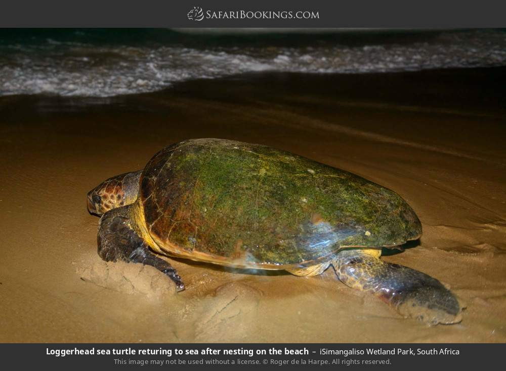 Loggerhead turtle returning to sea after nesting on the beach in iSimangaliso Wetland Park, South Africa