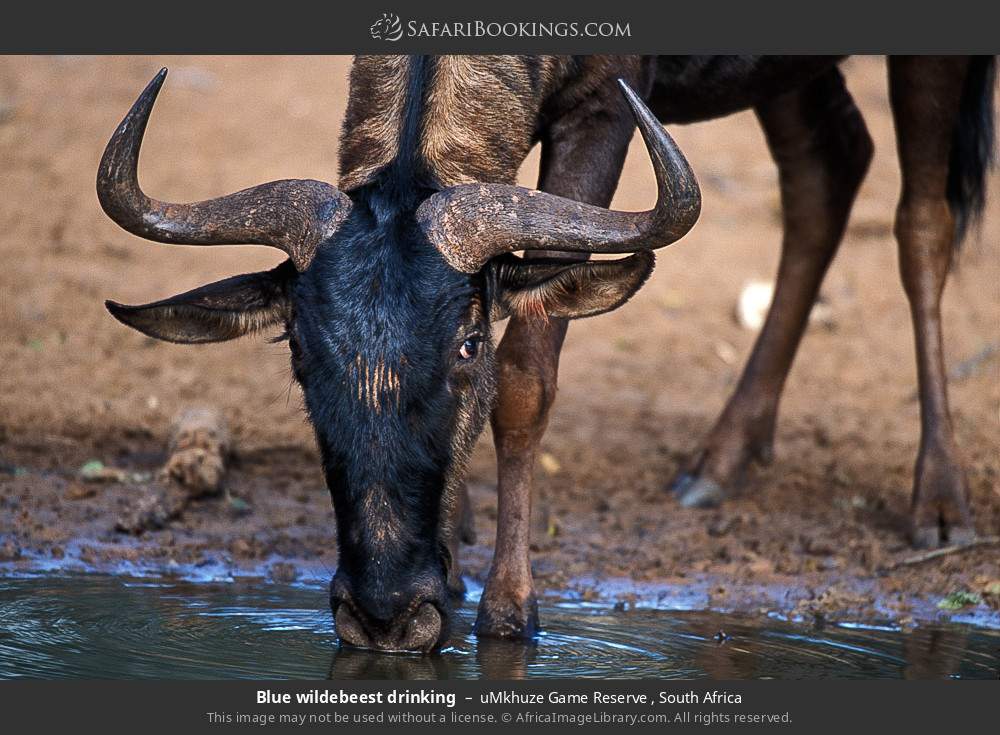 Blue wildebeest drinking in uMkhuze Game Reserve, South Africa