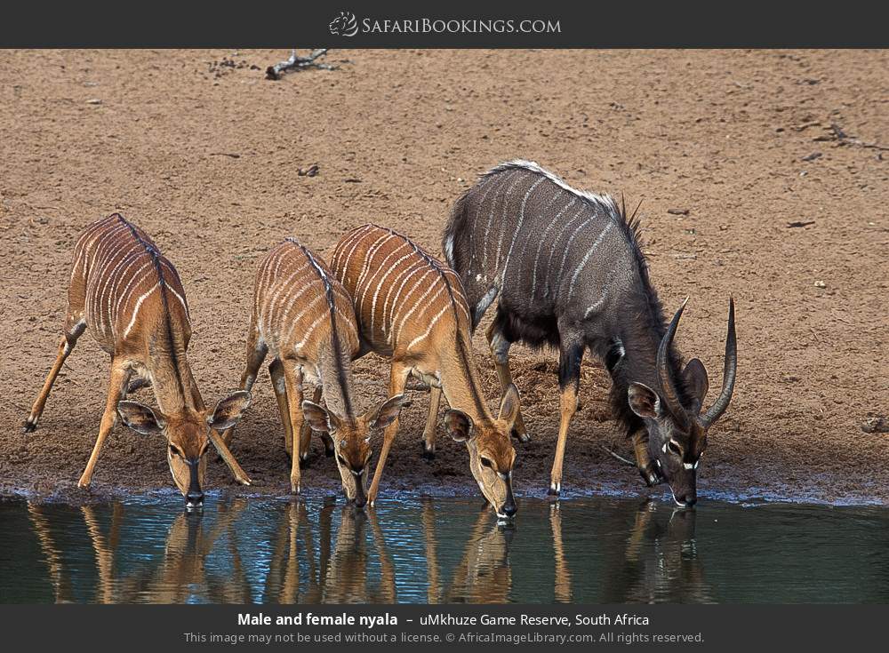 Male and female nyalas drinking in uMkhuze Game Reserve, South Africa