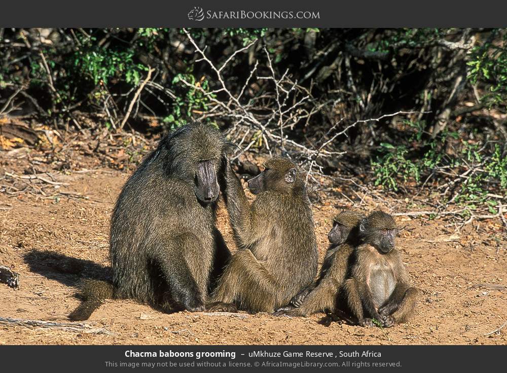 Chacma baboons grooming in uMkhuze Game Reserve, South Africa