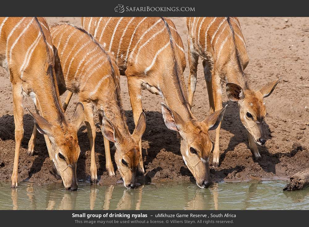 Small group of drinking nyalas in uMkhuze Game Reserve, South Africa
