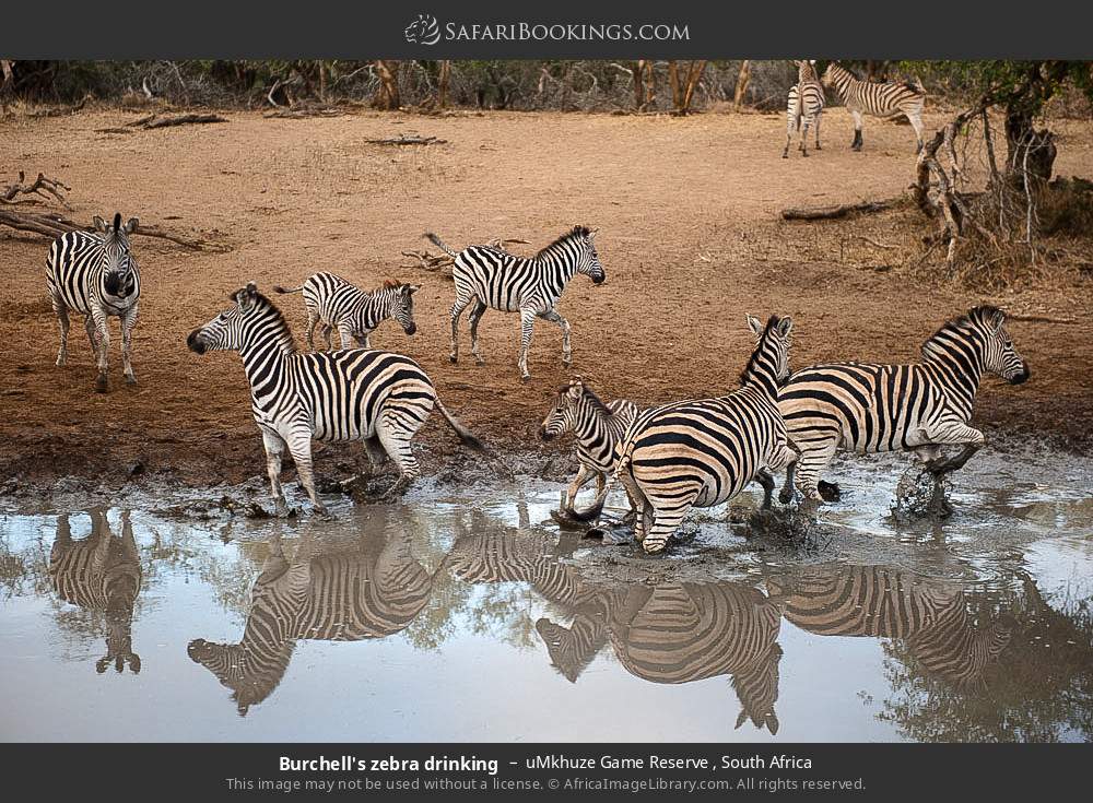 Plains zebras at a waterhole in uMkhuze Game Reserve, South Africa