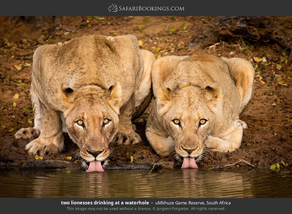 Lionesses drinking at a waterhole in uMkhuze Game Reserve, South Africa