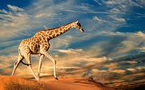 Kgalagadi Transfrontier Park