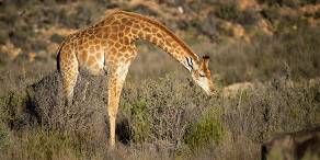 Open Photos