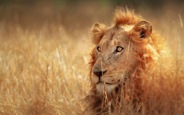 Open Photos