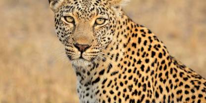 South Africa