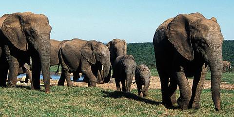 Kruger and Panorama Family Safari