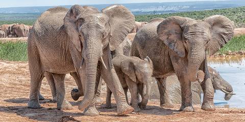 Mid-Range Garden Route & Addo Group Tour