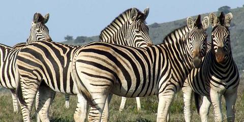 10-Day Self-Drive: Drakensberg, Battlefields and Safari