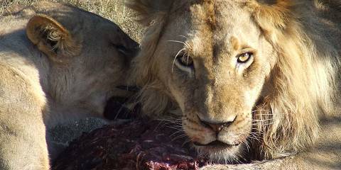 3-Day Safari and Wine Tour – Cape Town