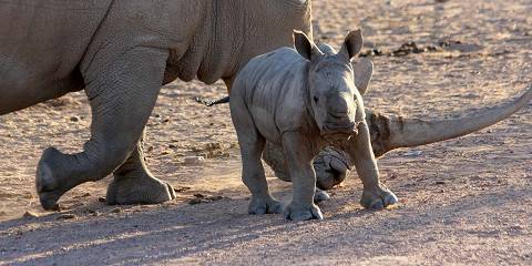 4-Day Kruger Budget Tented Safari