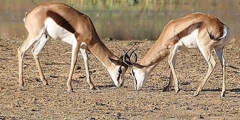 2-Day Pilanesberg Safari Luxury