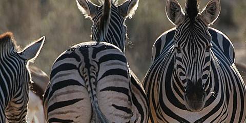 4-Day Kruger and Panorama Route Tour from Johannesburg