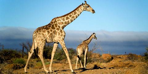 Exclusive Kruger Safari - Private Guide & Vehicle