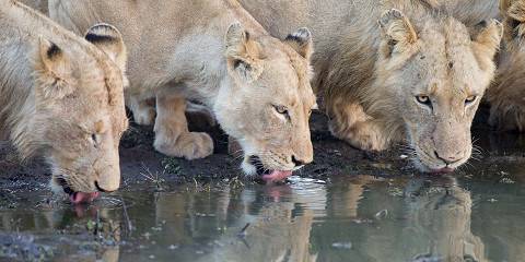 5-Day Luxury Safari Kruger South Africa