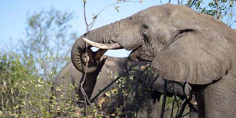 3-Day Kruger Safari and Panorama from Cape Town
