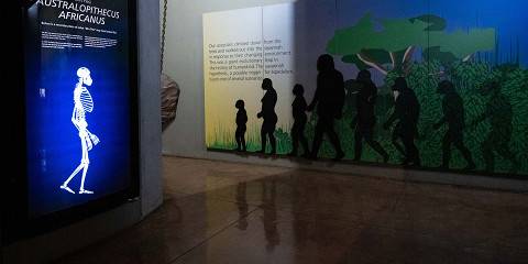 Cradle of Humankind Tour