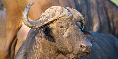 Pilanesberg Camping Adventure
