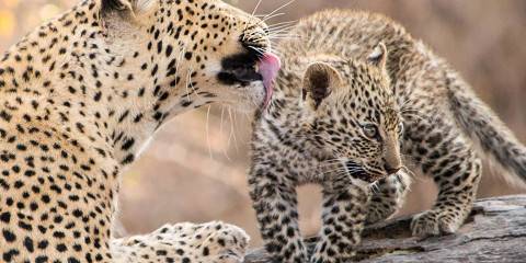 5-Day Luxury South Africa Safari in Kruger